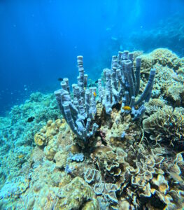 esponjas apo reef filipinas