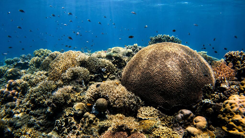 corales de napantao en leyte