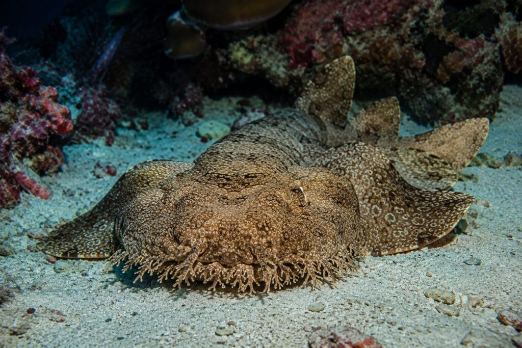 wobbegong en raja ampat