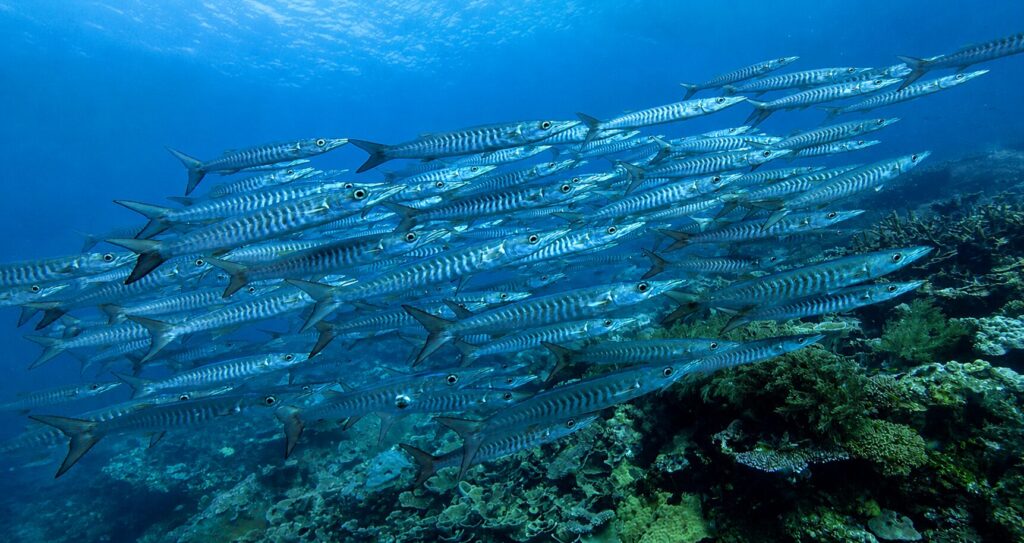 barracudas en raja ampat