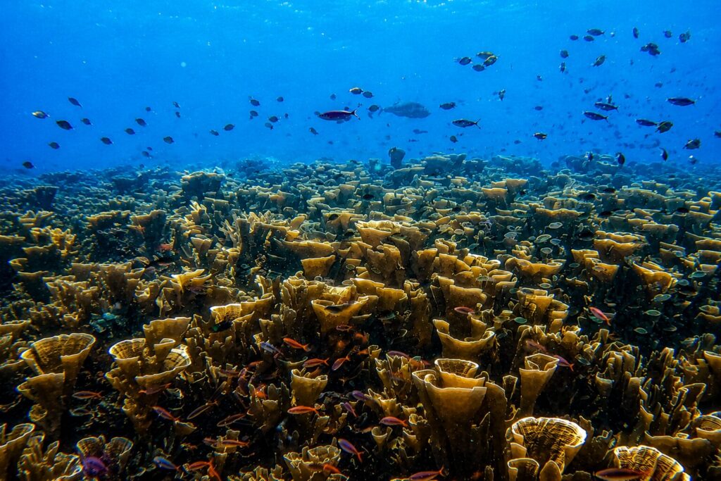 corales de melissa gardens en raja ampat