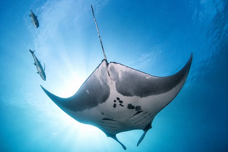 mantas en raja ampat