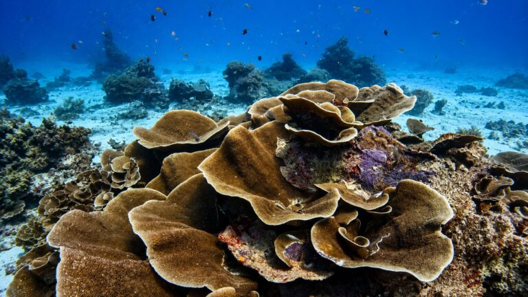 corales de raja ampat