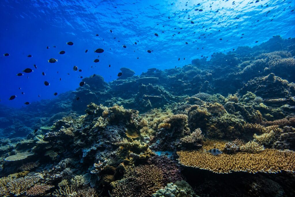 corales de apo reef