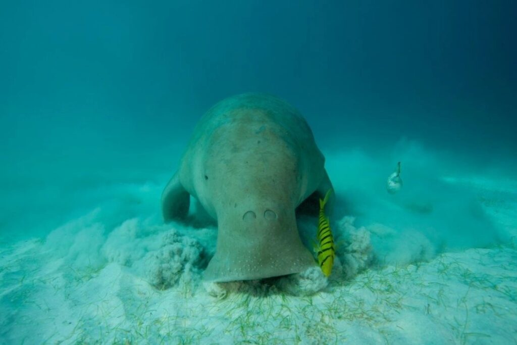 dugong calauit apo filipinas