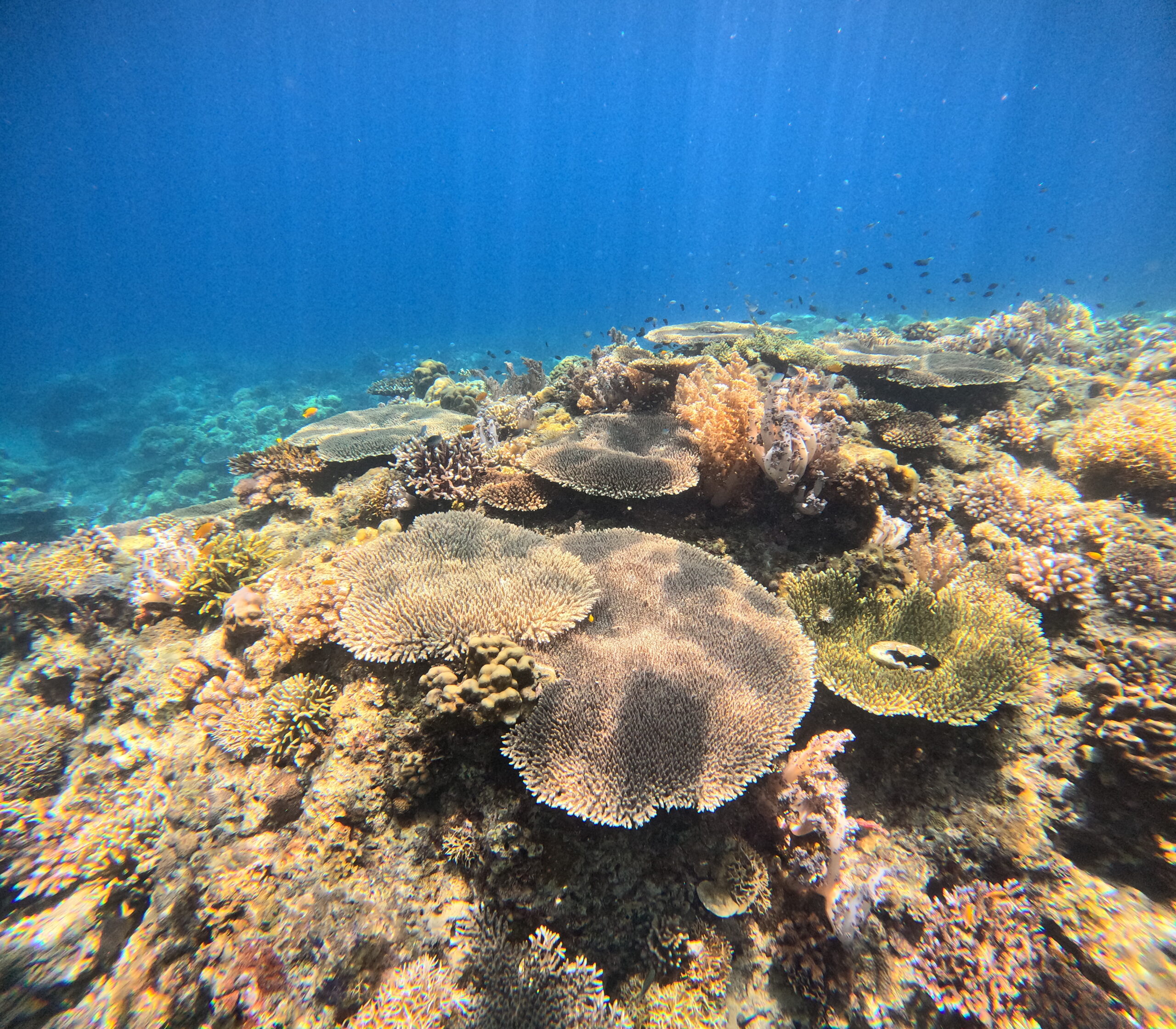 dcim100goprogopr6459.jpg reserva de napantao en south Leyte