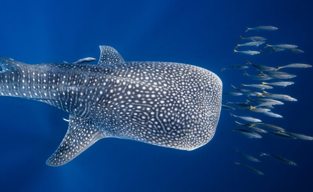 tiburon ballena en leyte