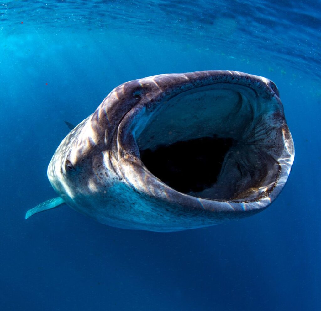 tiburón ballena en south leyte
